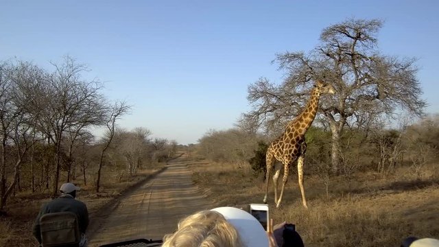 Large giraffe walks past safari vehicle early morning