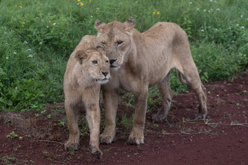 Lion(Panthera leo)