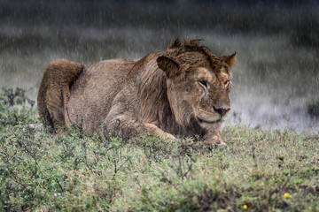 Lion(Panthera leo)