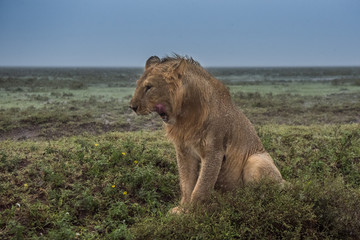Fototapeta na wymiar Lion(Panthera leo)