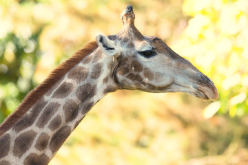 Giraffe 2