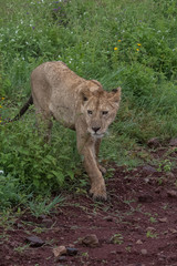 Lion(Panthera leo)