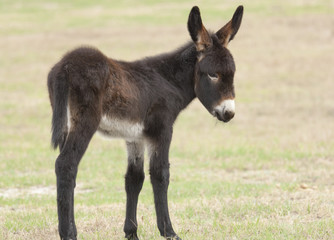 Naklejka na ściany i meble Rare Poitou donkey foal