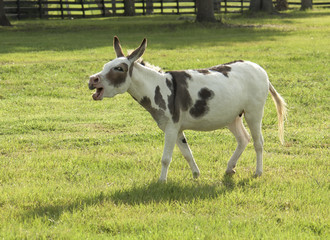 Miniature Spotted donkey braying