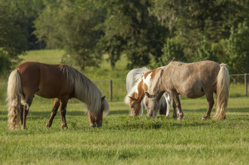 Obraz na płótnie Canvas Miniature horse herd family grazes