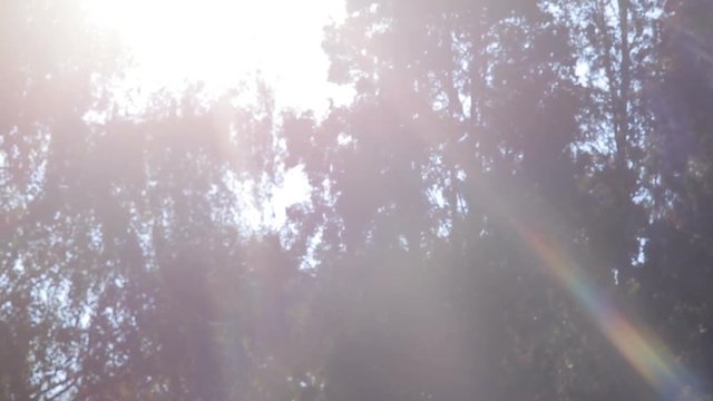Sunlight and lens flare,tree leaves