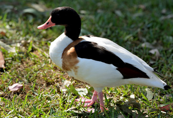 duck walking on the green lawn