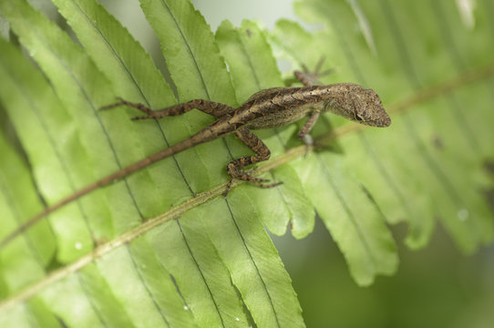 Cuban Brown Anole lizard - Anolis sagrei on fern leaf