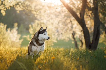 Dog Siberian husky in the Apple orchard © Anna Averianova