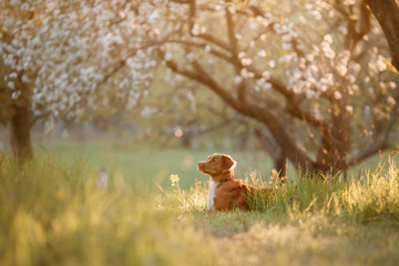 Dog Nova Scotia duck tolling Retriever in an Apple orchard