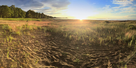Fototapeta na wymiar the sandy coast of the Gulf of Finland with a low grass and edge of the wood on a sunset..