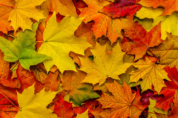 Fototapeta na wymiar Autumn Colorful Maple Leaves Background