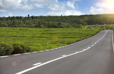 Mauritius. The road among green tea fields...
