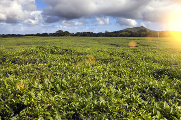 Fototapeta na wymiar Tea plantation (Bois Cheri) in the foothills. Mauritius