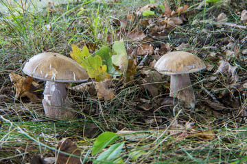 Borowiki pod dębem © Jacek