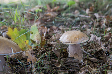 Borowik pod dębem © Jacek