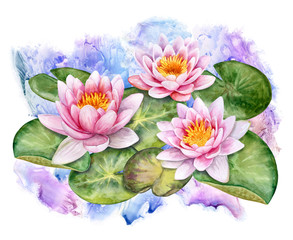 The lotuses. Water-lilies with color background. Watercolor. Illustration