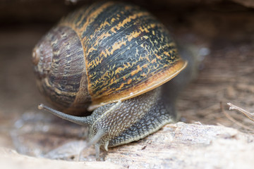 Close up view of big snail crawling on the trunk of old pine tree trunk, Helix pomatia