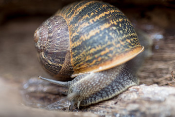 Close up view of big snail crawling on the trunk of old pine tree trunk, Helix pomatia