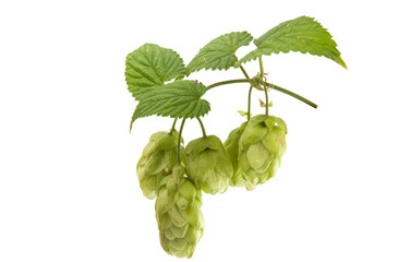 branch with cones hops isolated