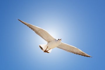 Bird fly on blue sky. sky background. Gorgeous Flight of bird with Blue sky. Seagull hovers on deep blue air. Gull hunting down fish. Flying gull chick. Gullchick Flies over Expanse air