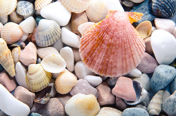 Marine background of multi-colored shells.