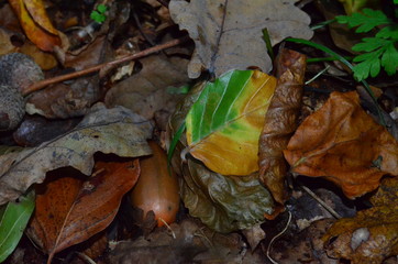 Herbst 2017