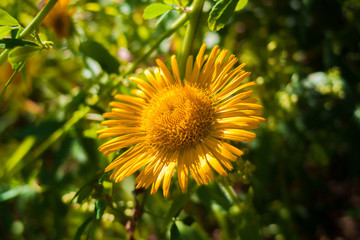 Bright orange flower in the sun on a background of green leaves. Chamomile, dandelion.