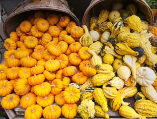 pumpkins and gourds spilling out of a market basket