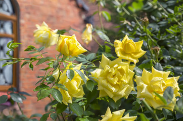 Fototapeta premium Yellow roses in a garden.