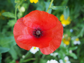 single red poppy in a wildflower meadow in england