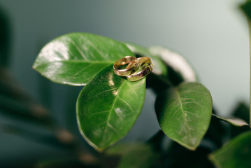 wedding rings on a flowerpot