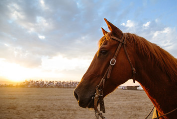Horse with bridle in rodeo ring