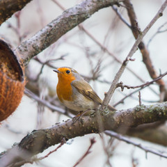 Robin (Erithacus rubecula) sitting on a branch in winter at the feeding place