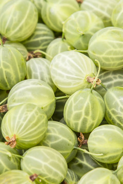 Background made from freshly harvested gooseberries