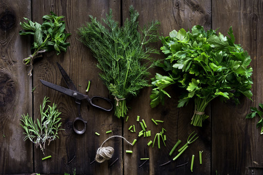 Fresh  culinary herbs, string and scissors