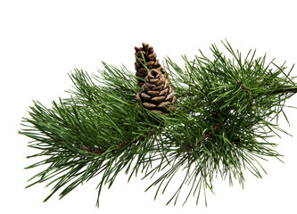 branch of pine with cones isolated
