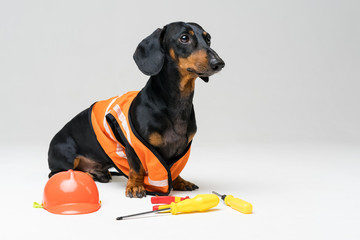 Dog builder dachshund in an orange construction helmet with various construction tools (screwdriver, pliers), on gray background