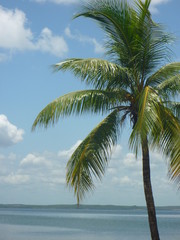 Obraz na płótnie Canvas palmier