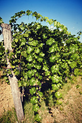 Fototapeta na wymiar vineyard in summer, detail.