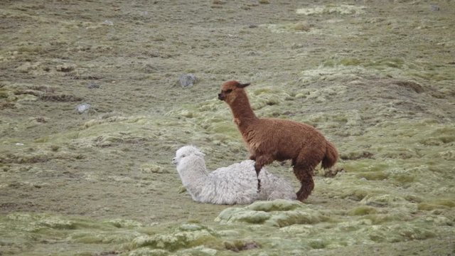 Couple of llamas mating in the highlands of the andean cordillera, south America