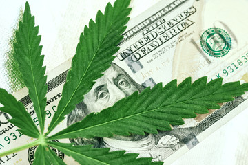 Image result for hemp leaf dollar bill