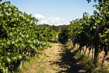 Fototapeta na wymiar vineyard in summer, plant arrays.