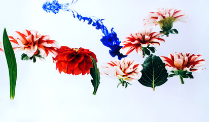 Levitating beautiful flowers under water.