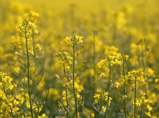 Obraz premium Field of yellow Rapeseed