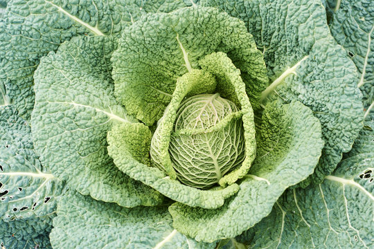 Savoy cabbage