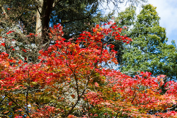 Brightly coloured trees during the Autumn season