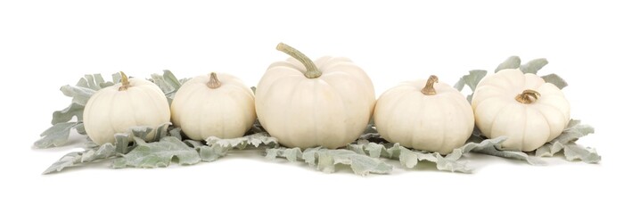 Autumn border arrangement of white pumpkins and silver leaves isolated on a white background