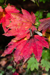 Red Maple leaves on a tree during the fall