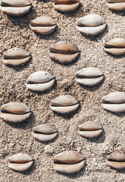 Smiling seashells on the beach